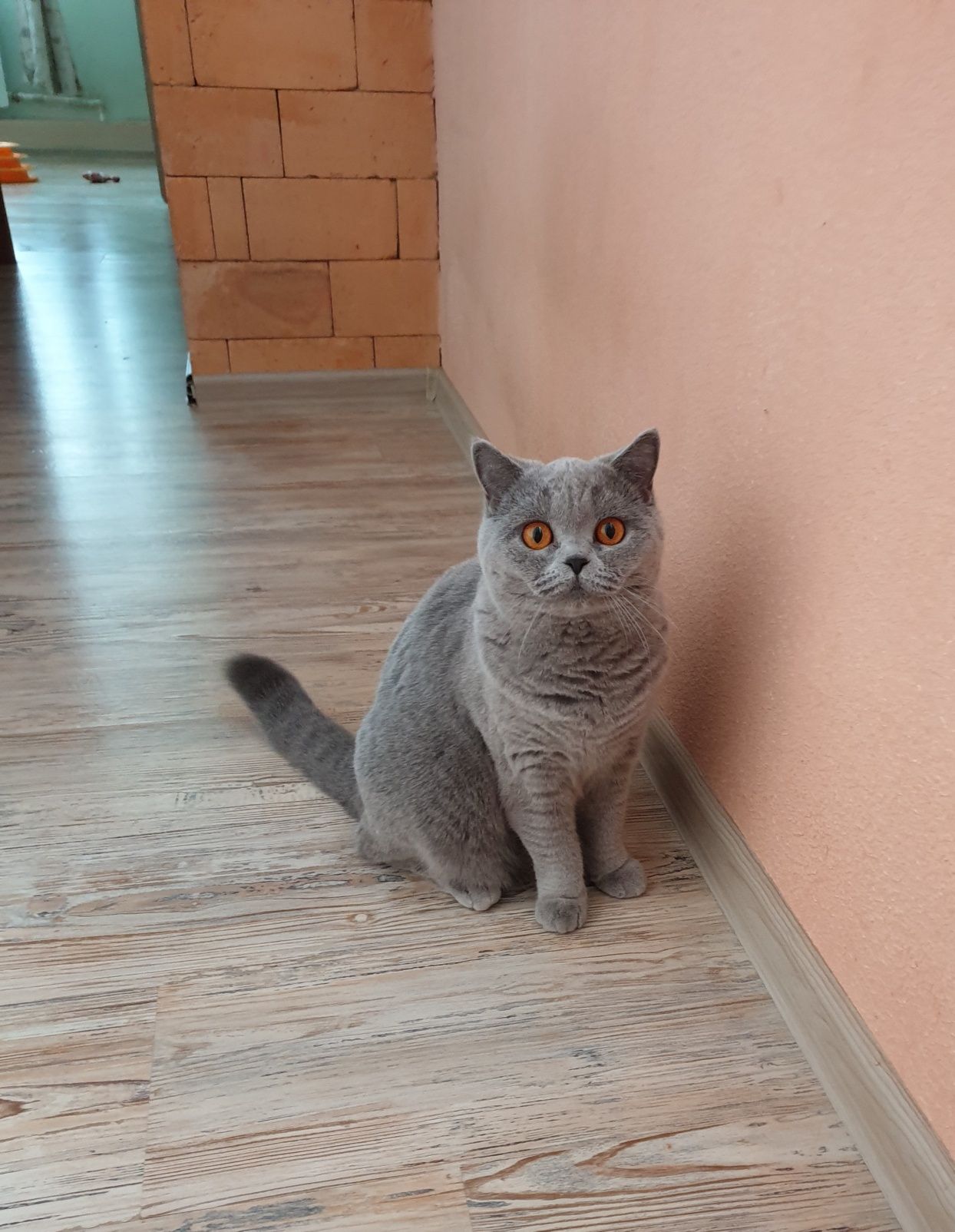 Британская кошка