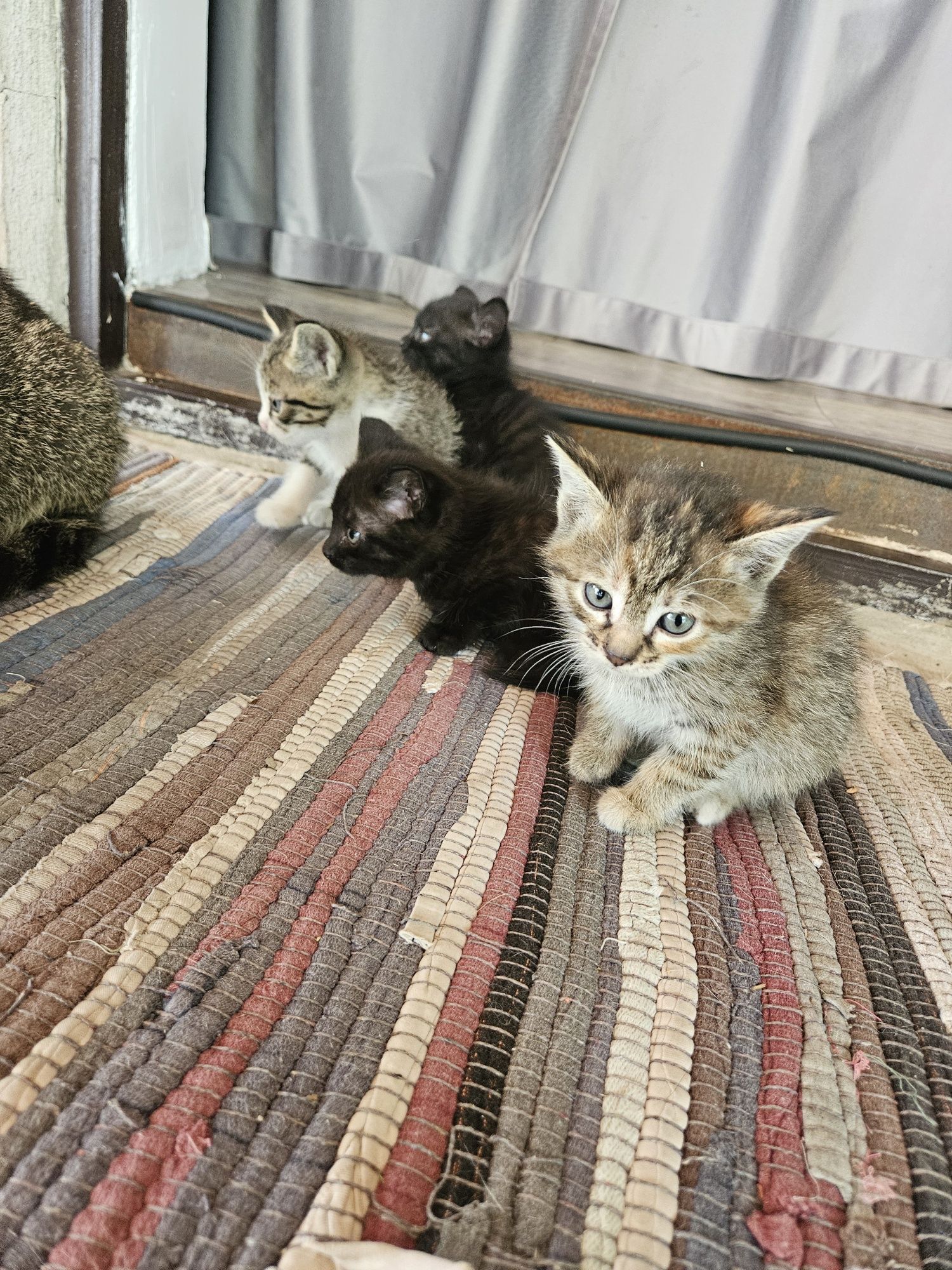Отдам котят!э в добрые руки!
