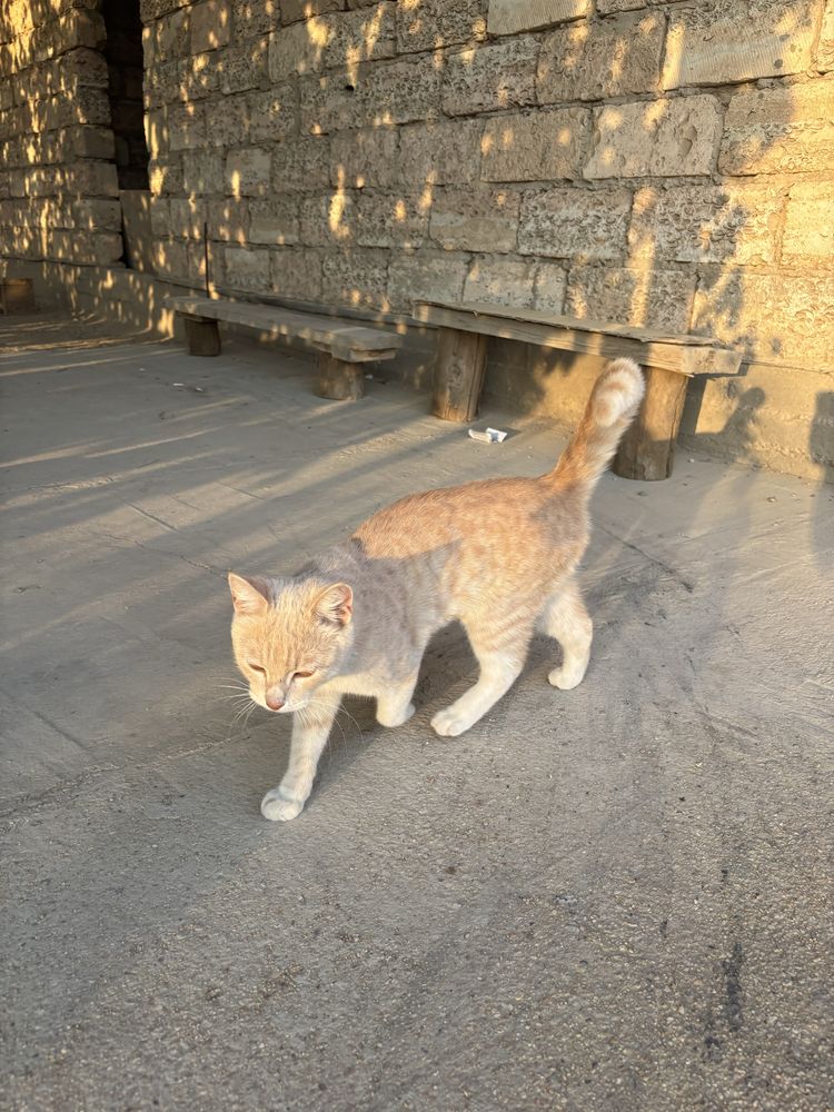 Котик с красивым окрасом бесплатно