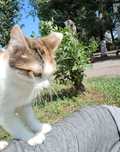 Кошка, котенок подросток, стерилизована