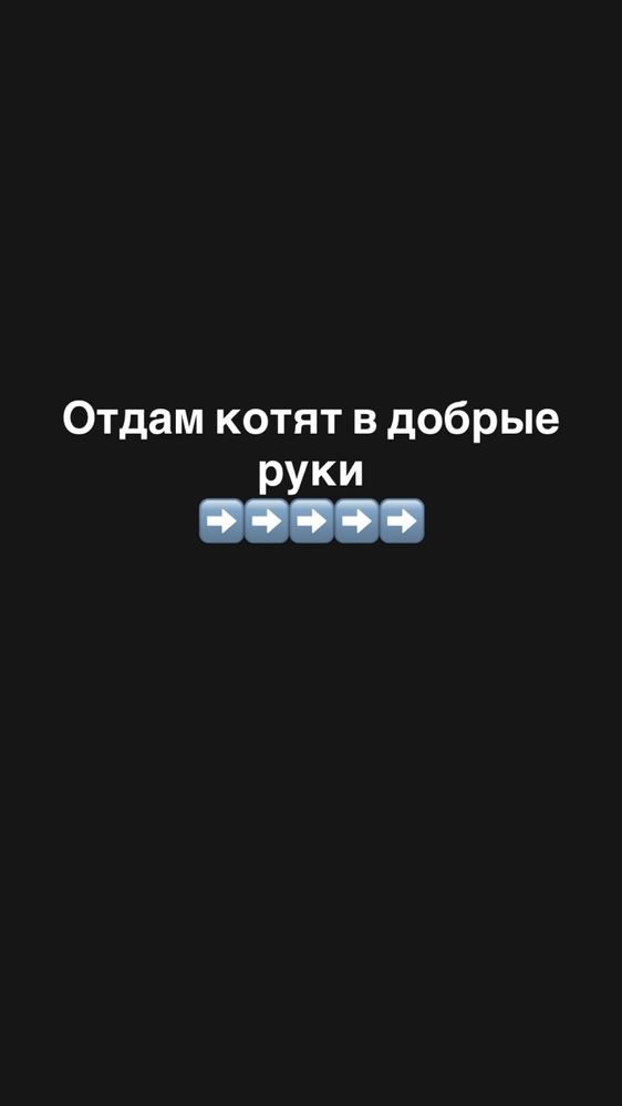 Отдам котят в добрые руки