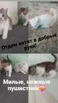 Котята в добрые руки
