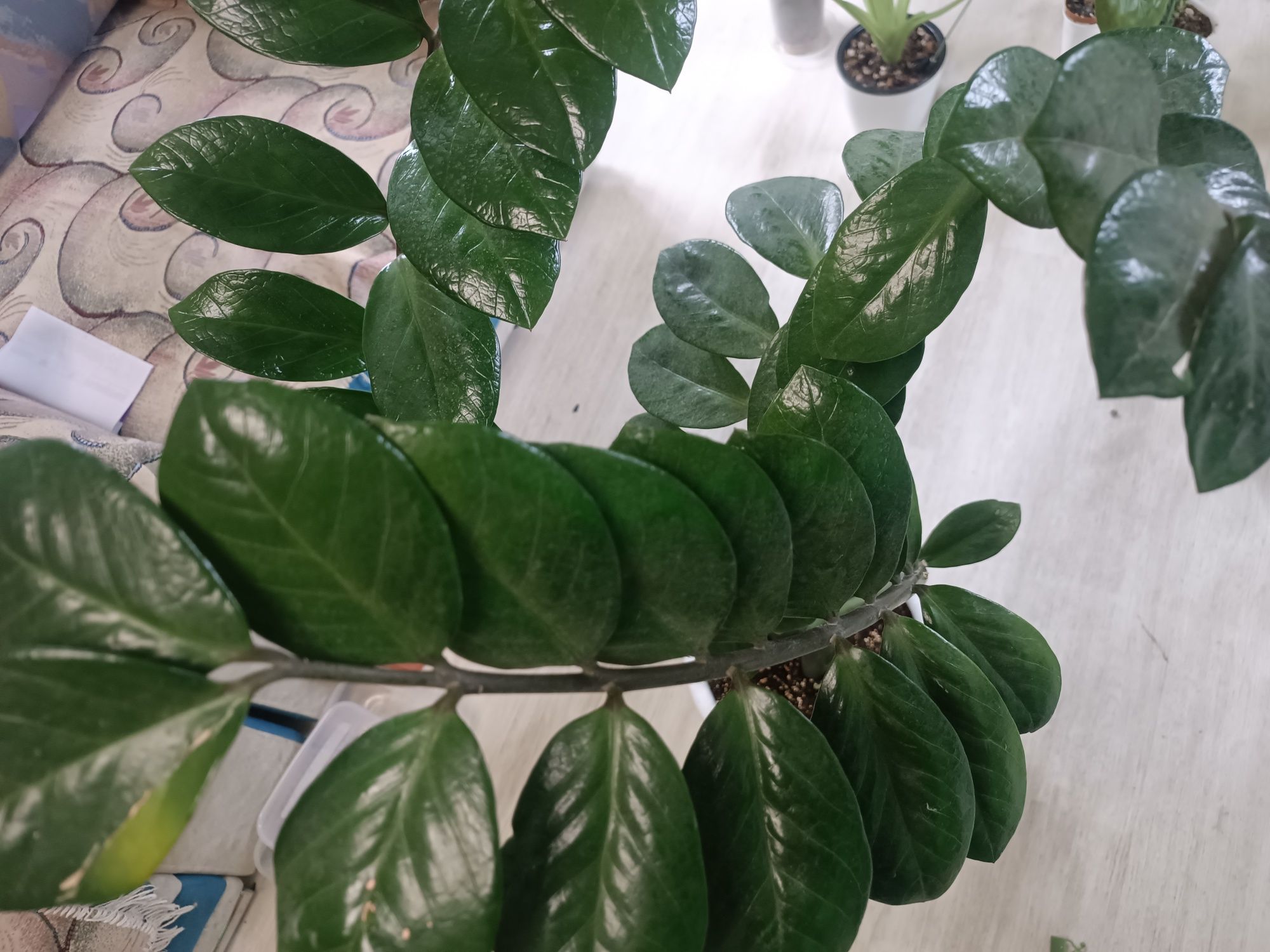 Продам Замиокулькас