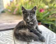 Ласковый котенок