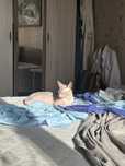 Вязка кота сфинкса