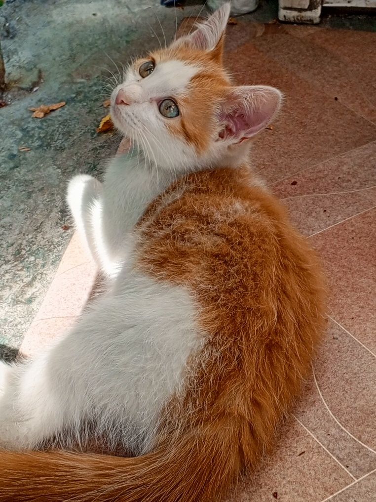 Пристраивается котик