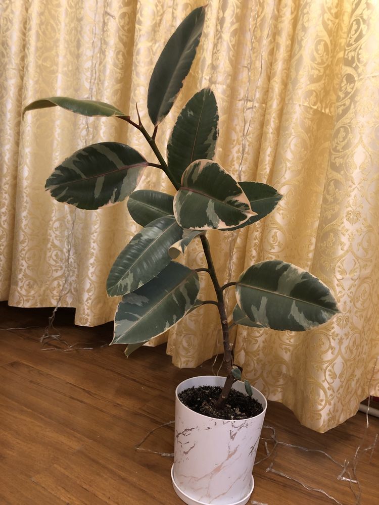 Фикус Белиз