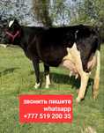 Жырная молодая корова