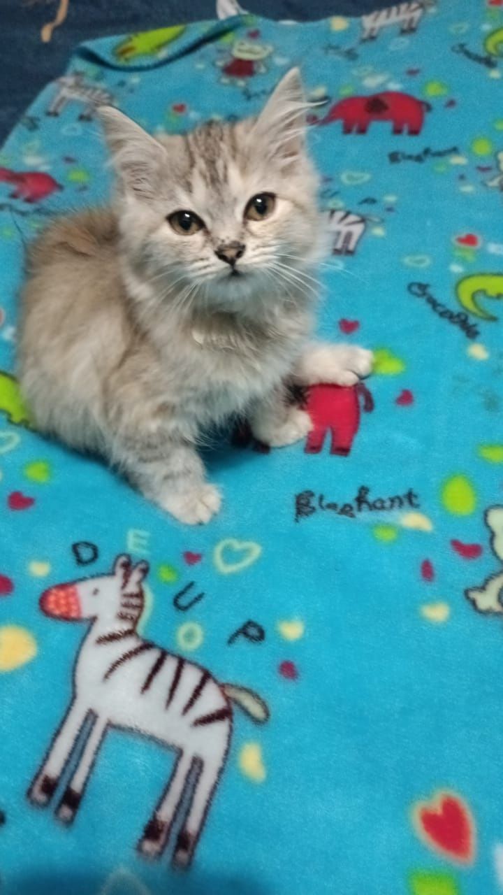 Продаю милых котят