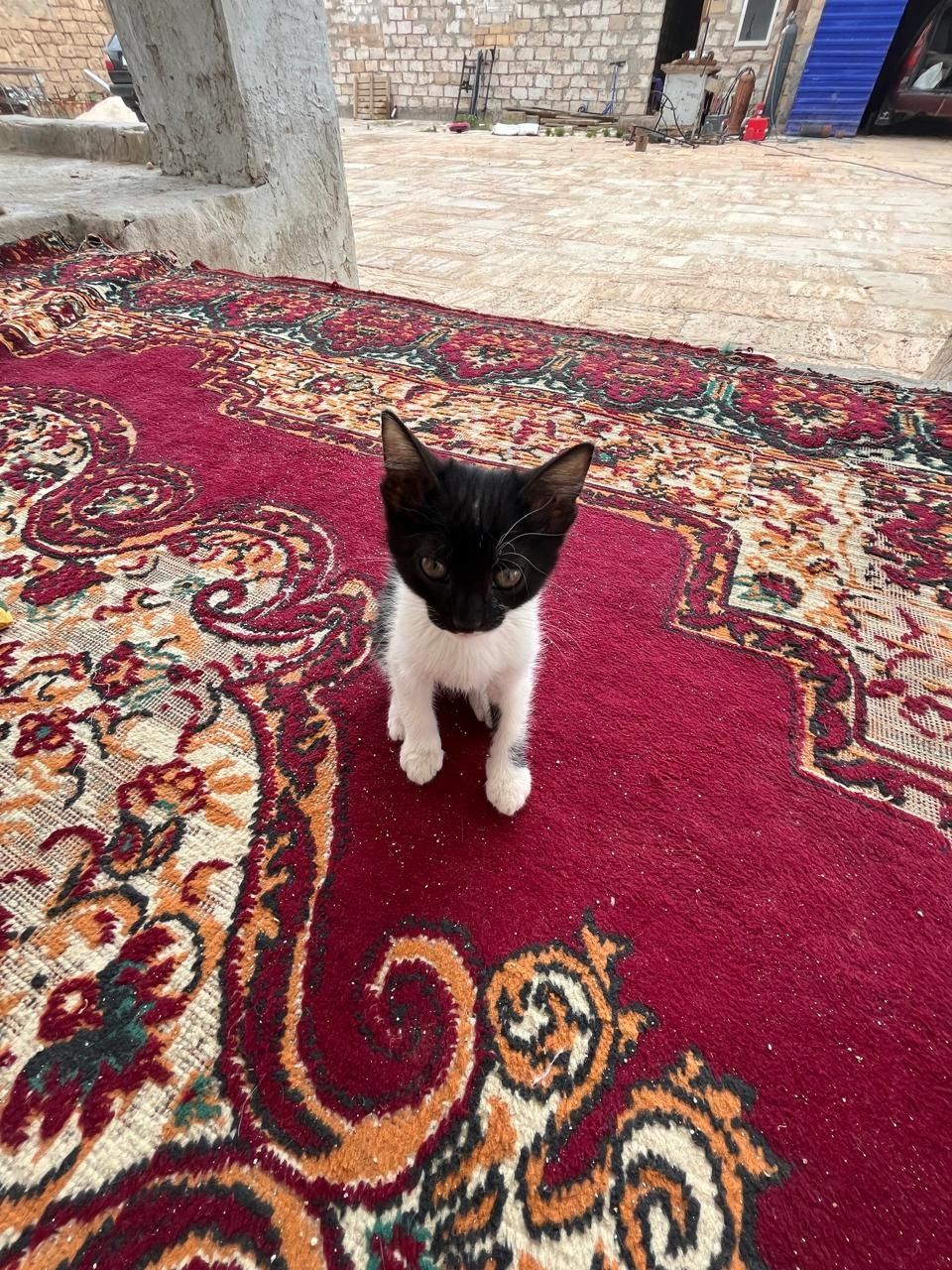 Котенки. Маргаулар.