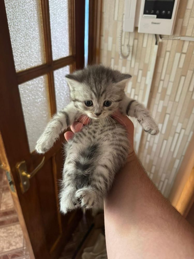 Шотландский прямоухий