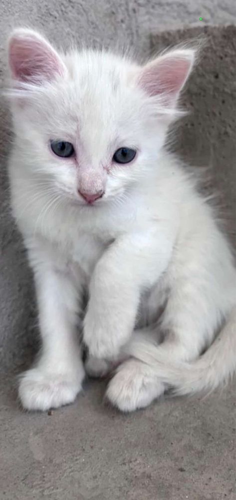 Отдам котят (бесплатно)в добрые надёжные руки!