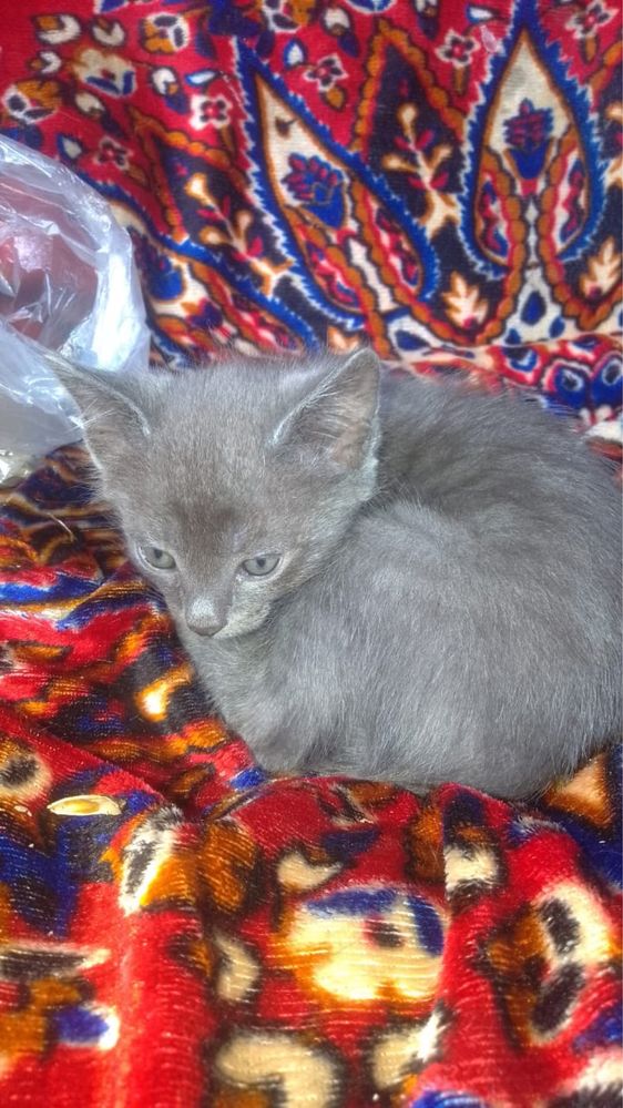 Отдам котят в хорошие руки