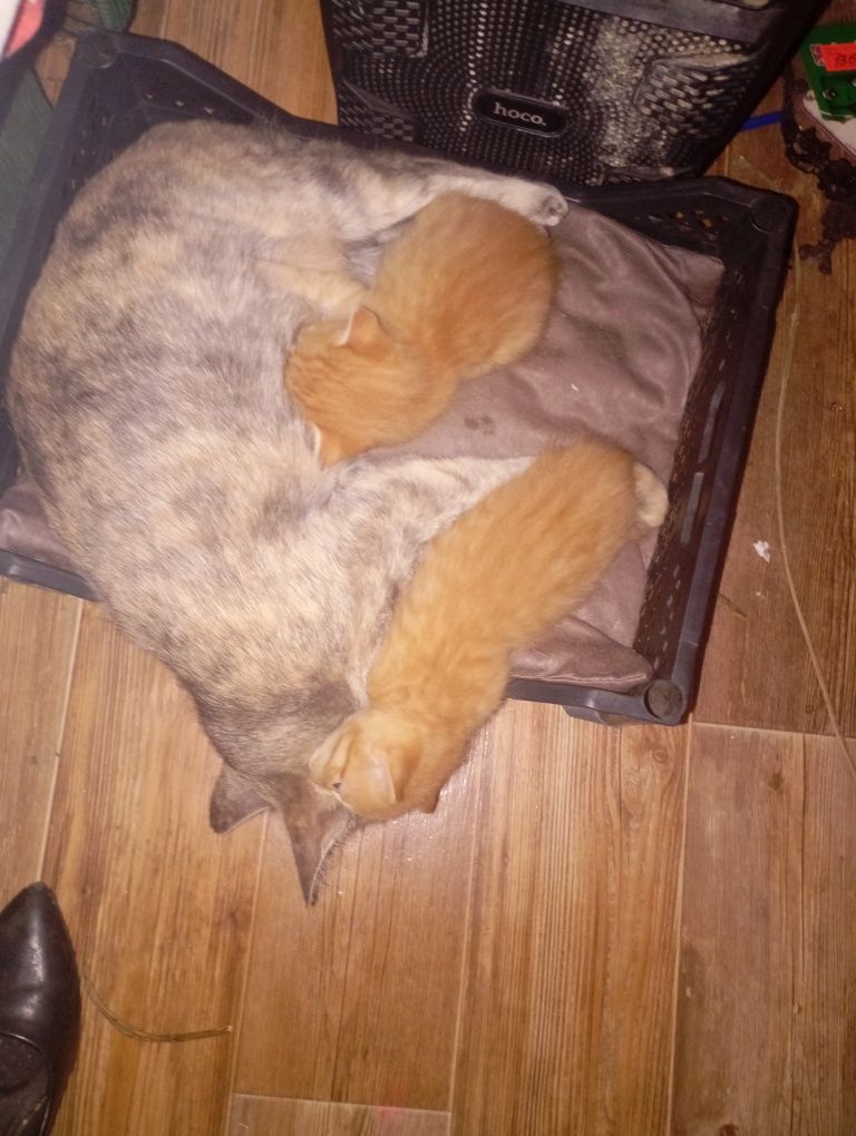 отдаю рыженьких котят