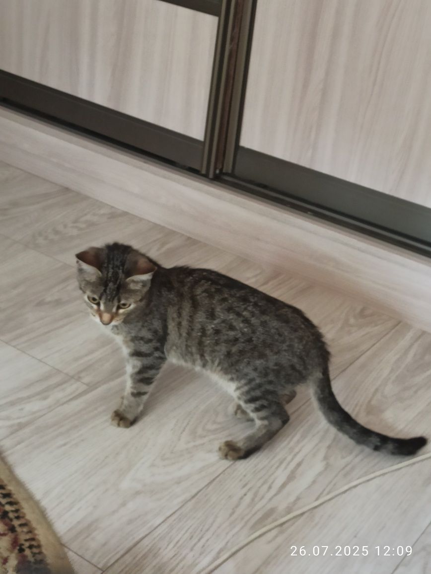 Котёночек в добрые руки
