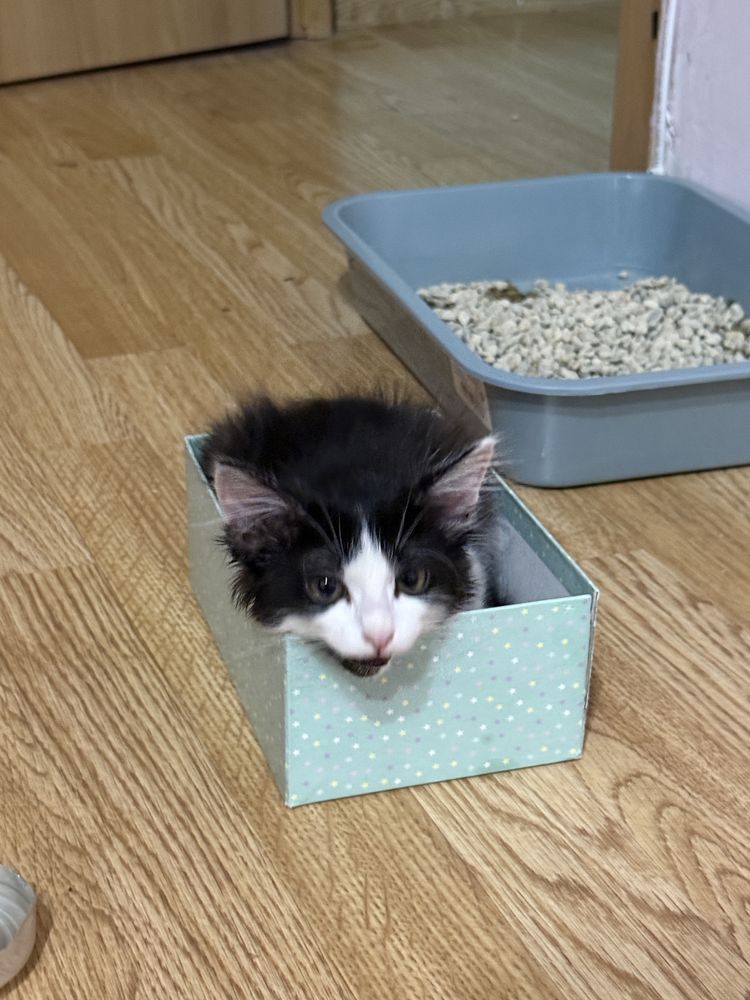 Отдаю Котенка (1,5-2 месяца) в добрые руки!
