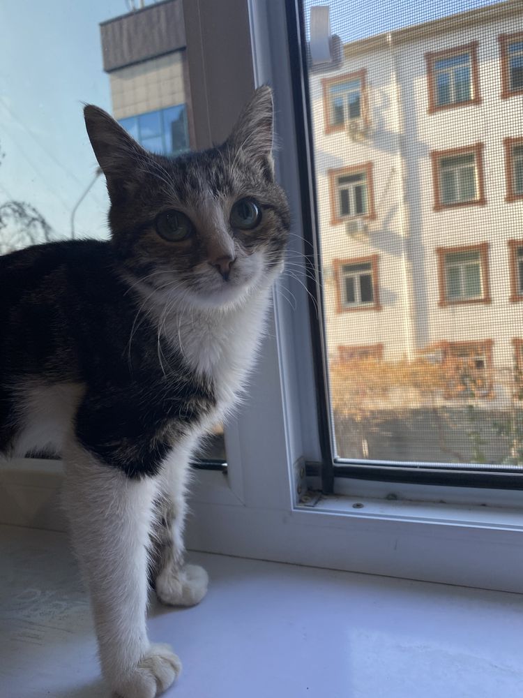 КОТ в Добрый Руки