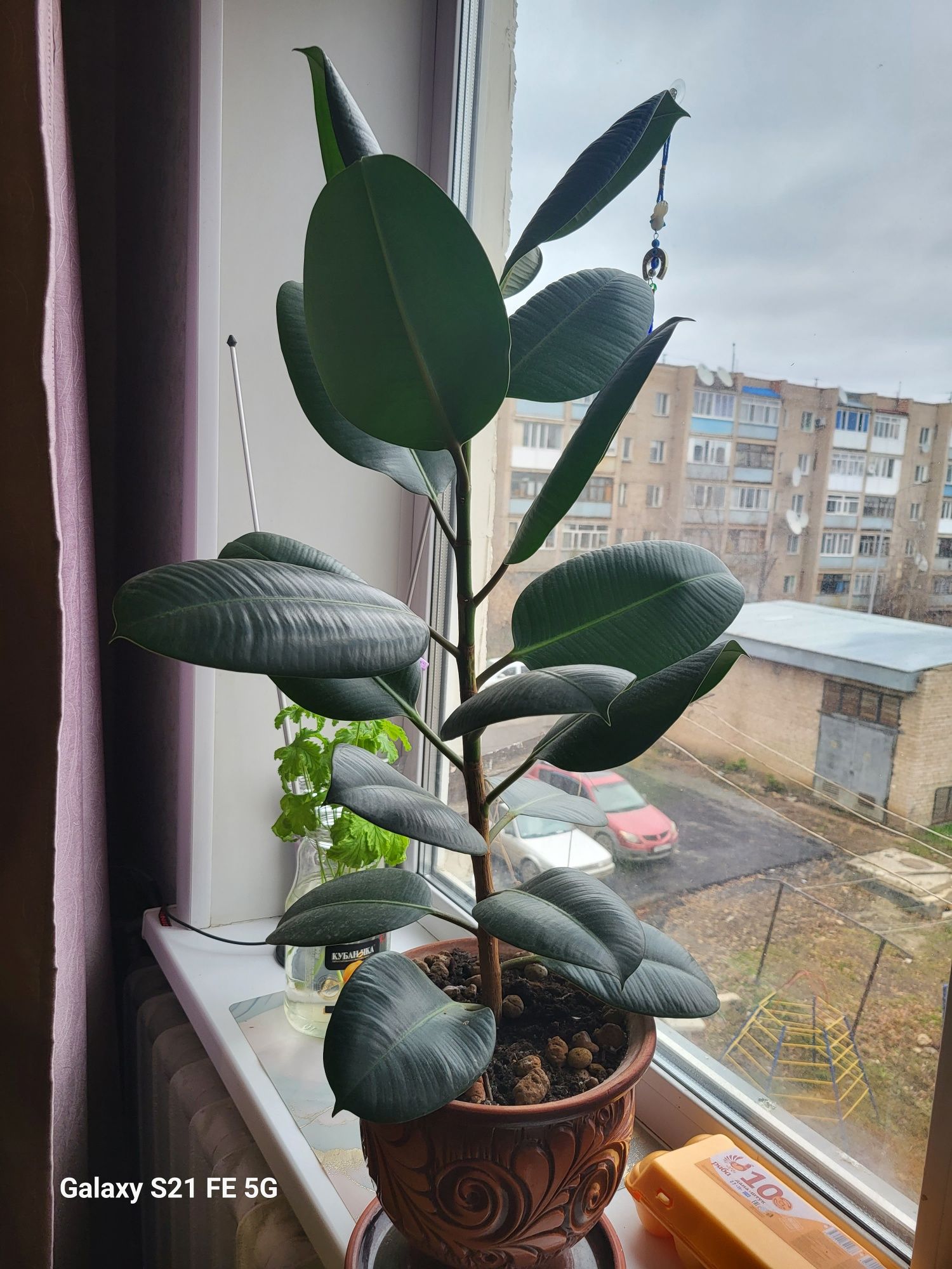 Продам комнатный фикус