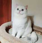 Котик шиншилла пойнт