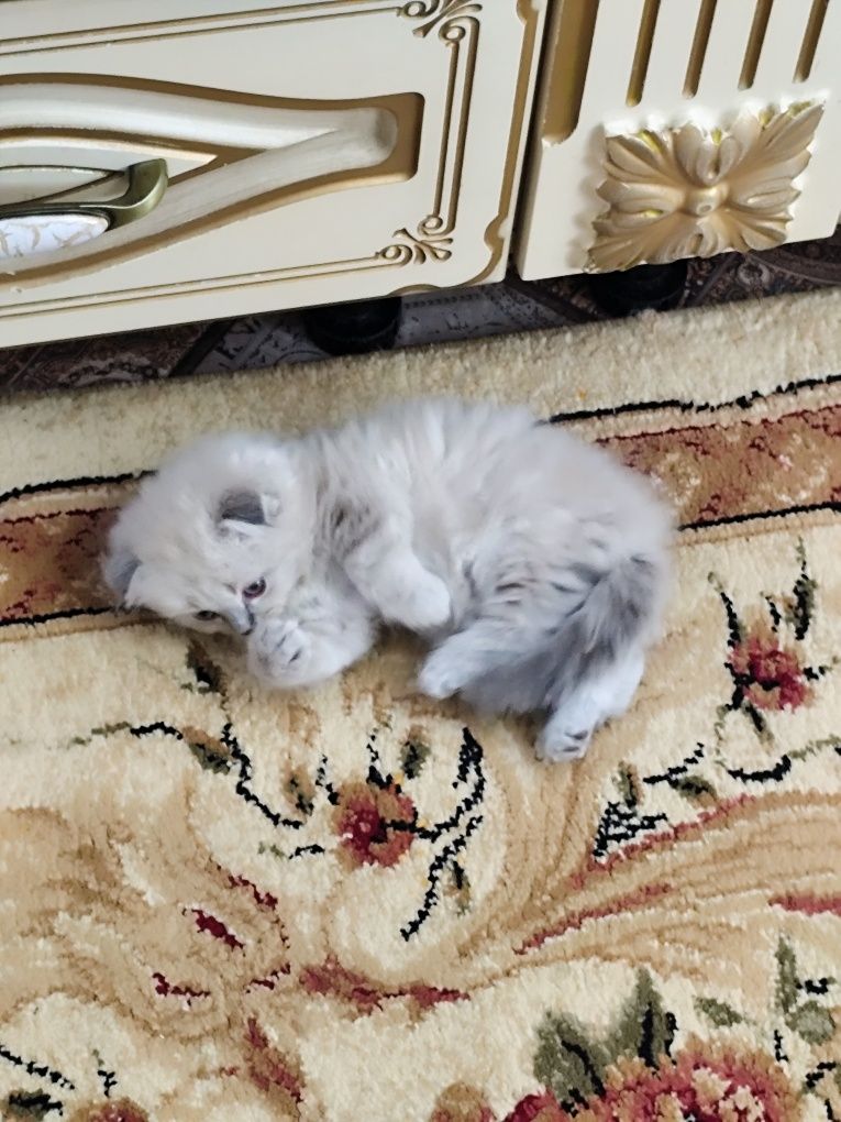Котята пародистые