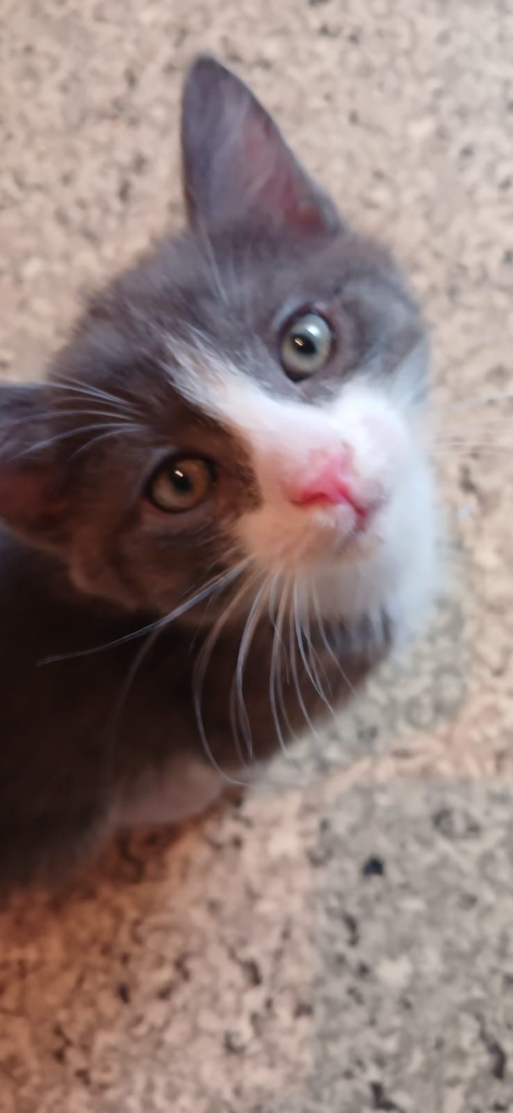 Котят в добрые руки отдадим