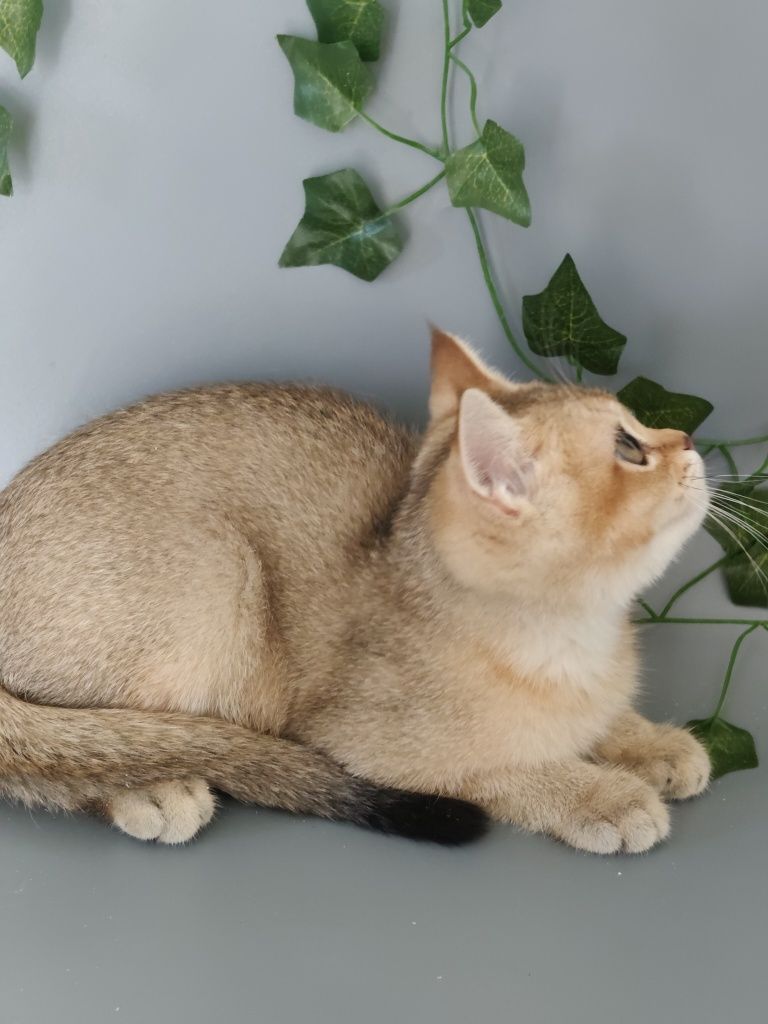 Котик Шиншилла 3 мес ny25