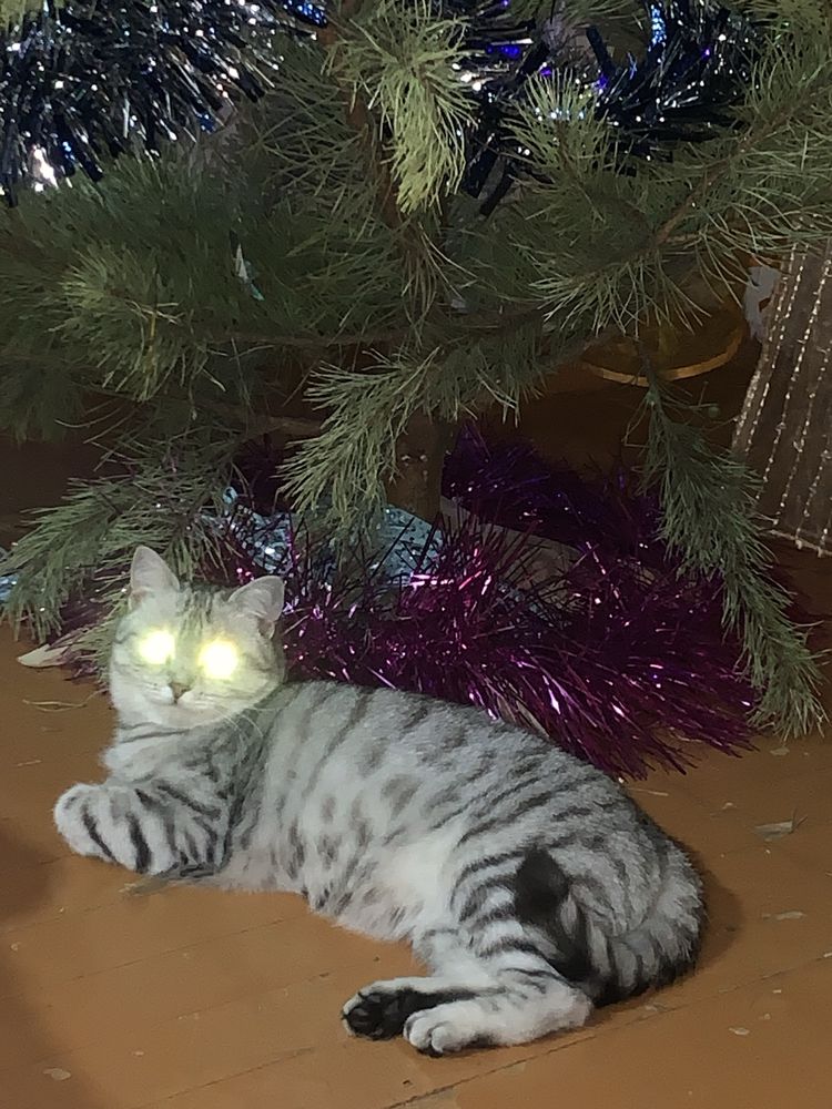 Отдам умную кошечку