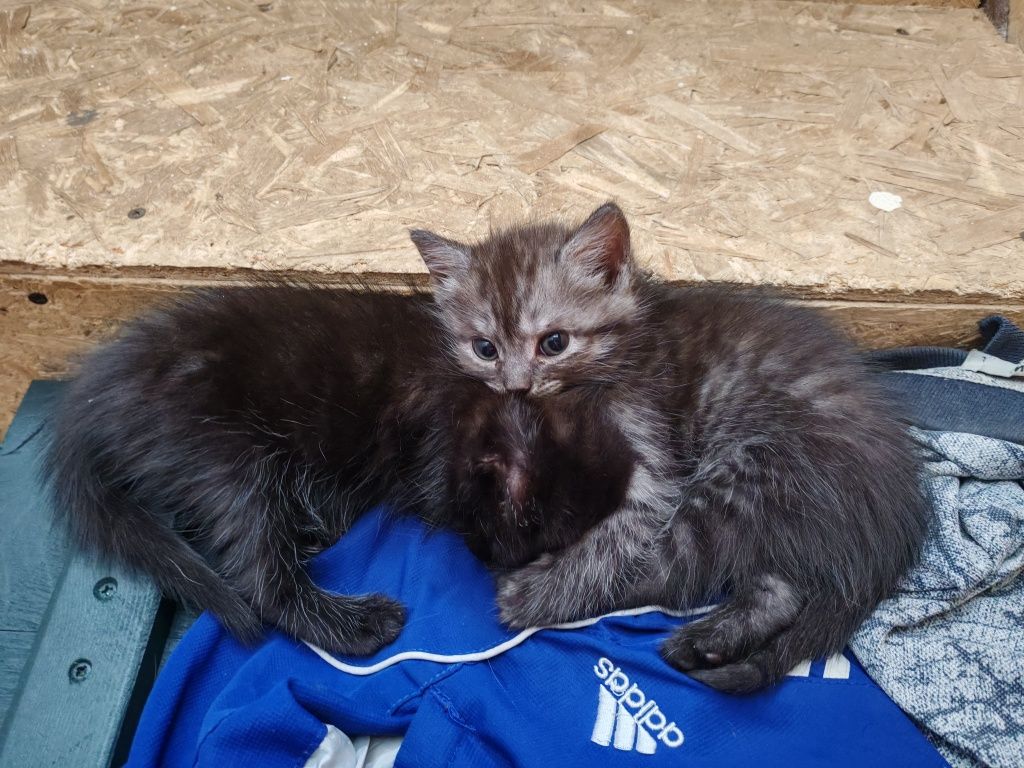 Отдам котят в добрые руки