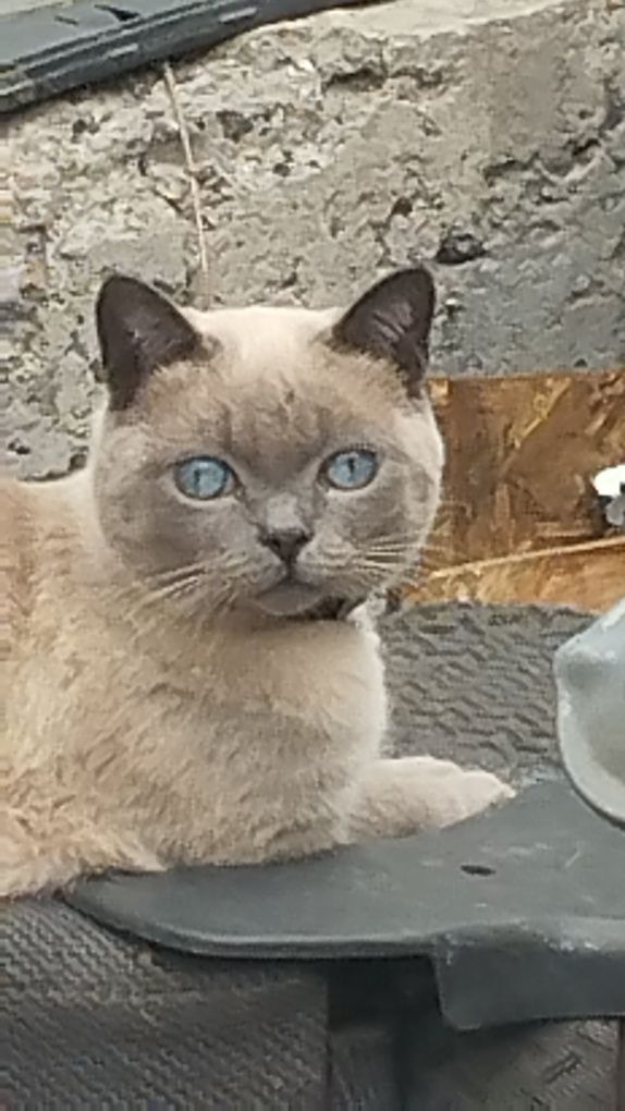 Дарю котят бесплатно