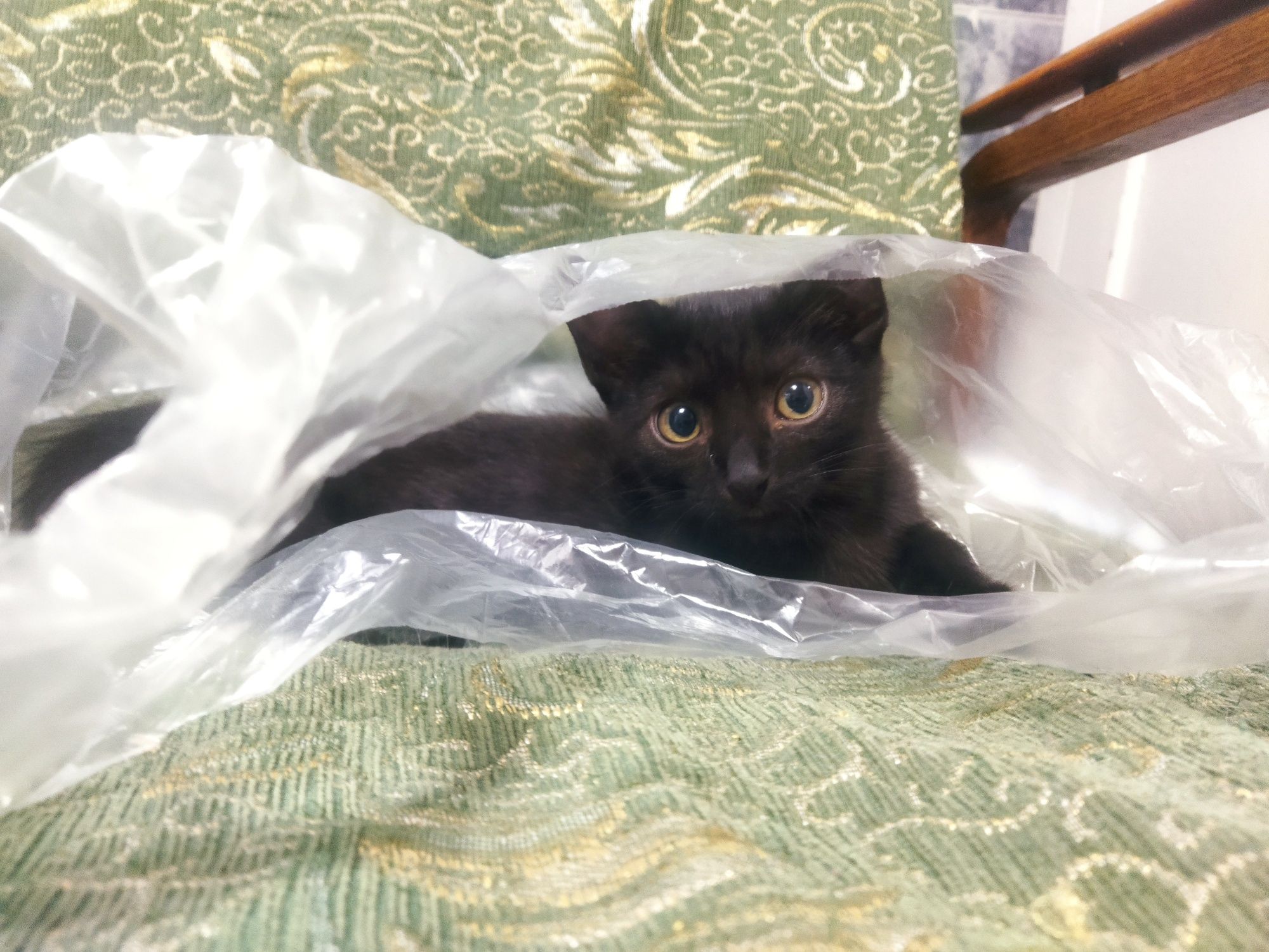 Отдается кошечка