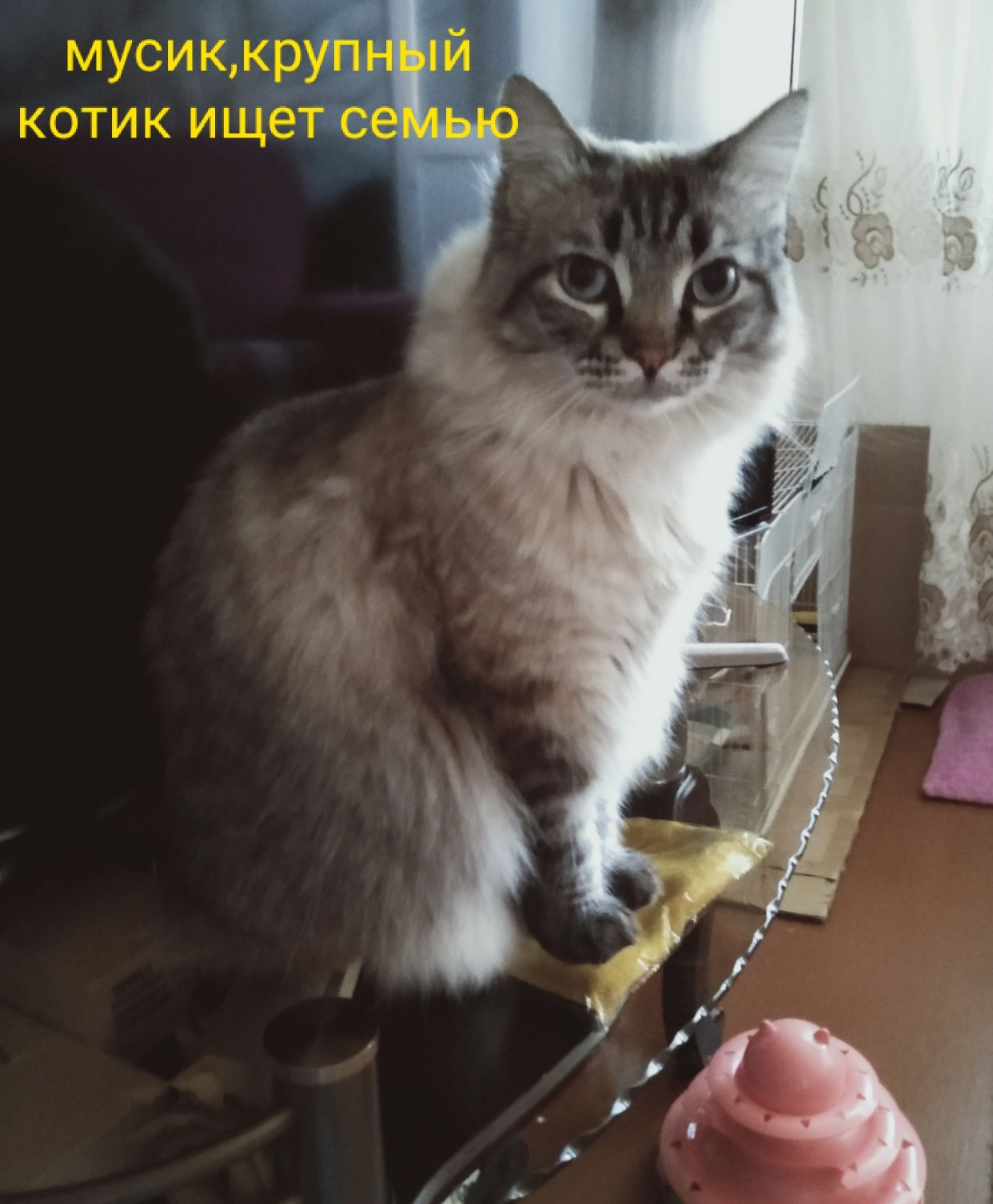 Коти ищут  дом ,в квартиру