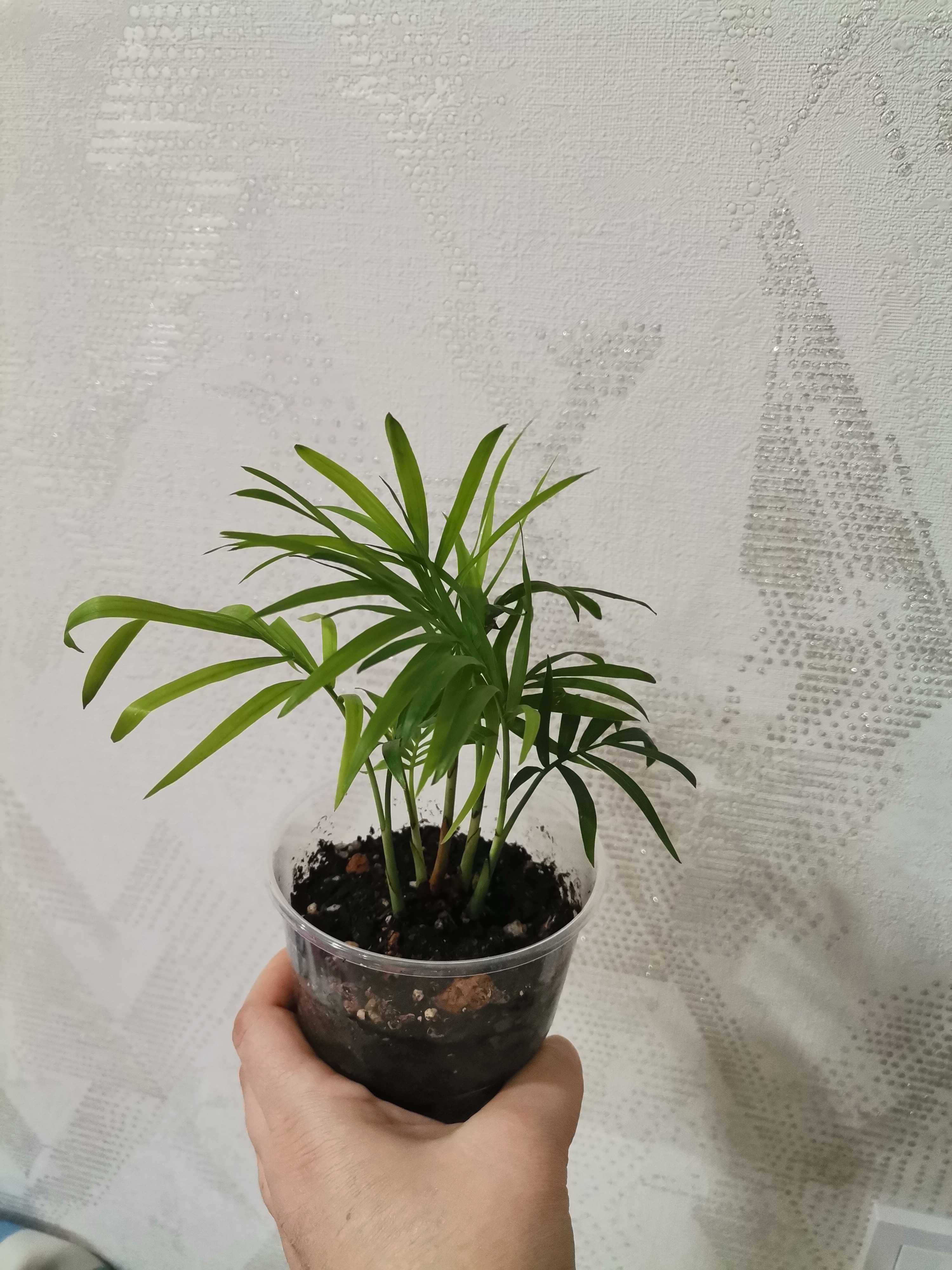 Продам Хамедорея изящная (бамбуковая пальма)