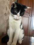 Cat very playful