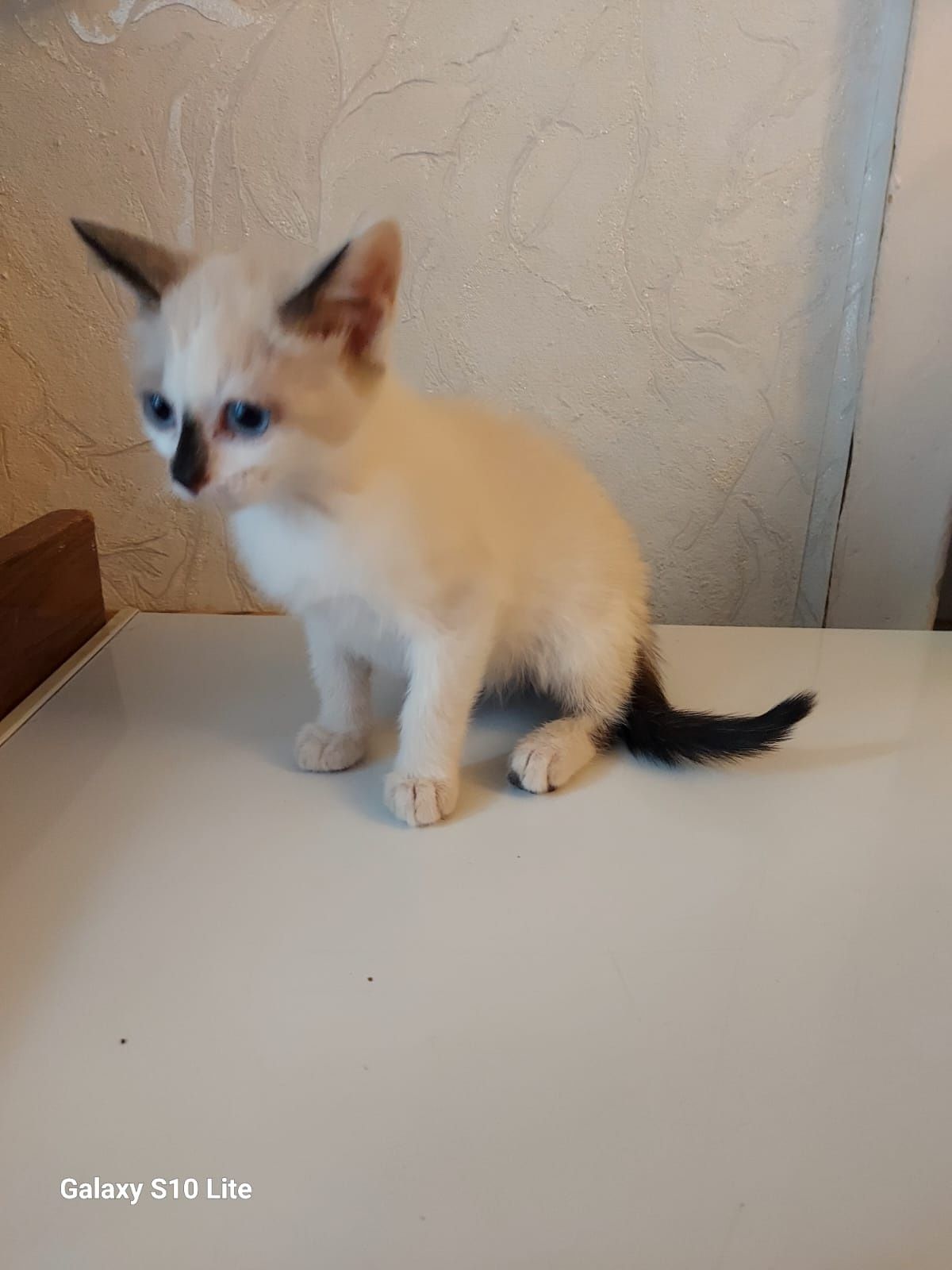 Котята бесплатно