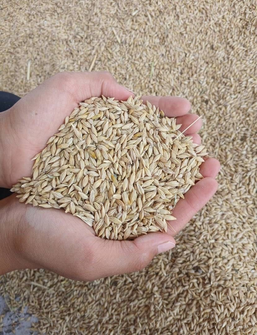 Продам ячмень арпа сухой чистый