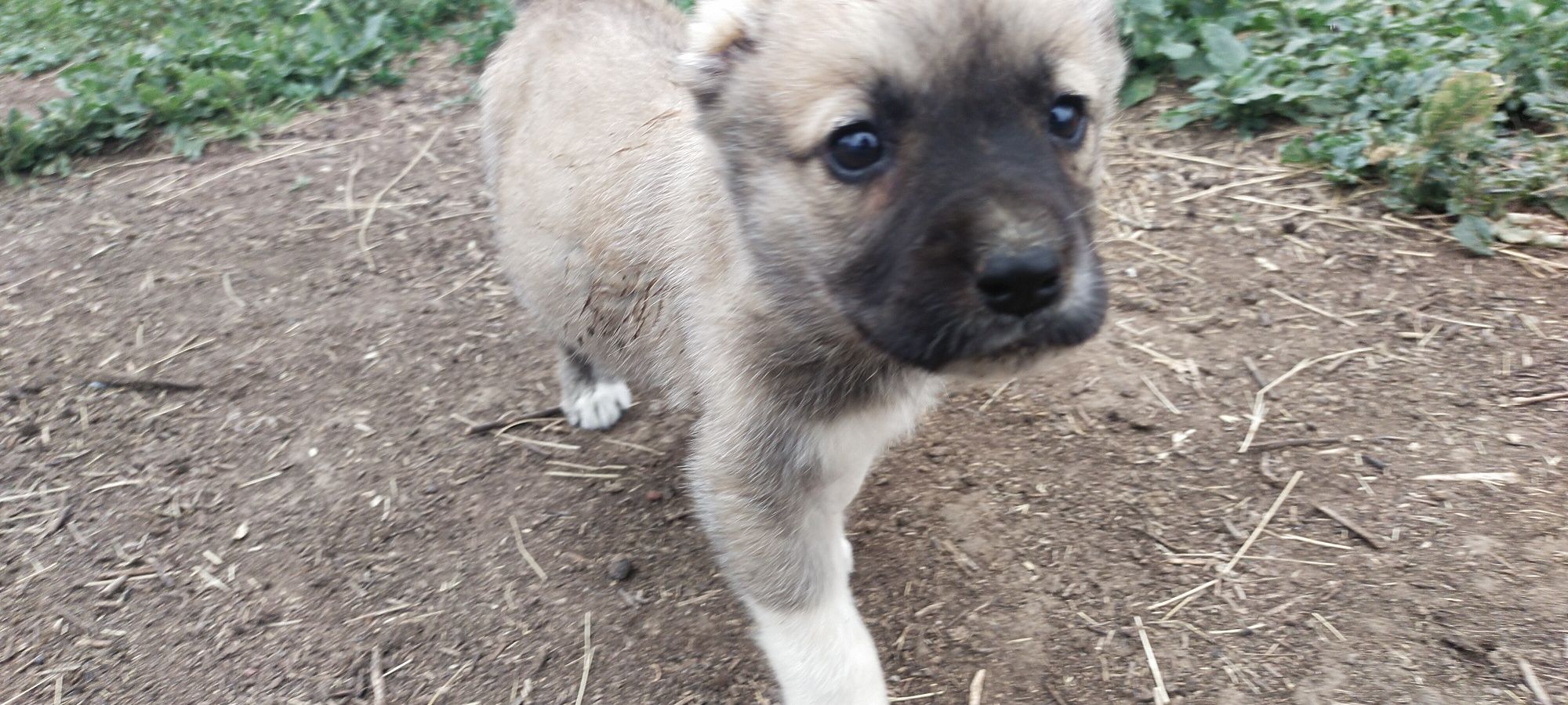 Продам щенки САО Алабай