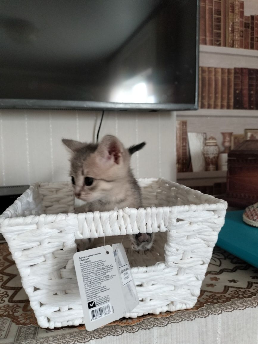 Отдам котят в добрые руки