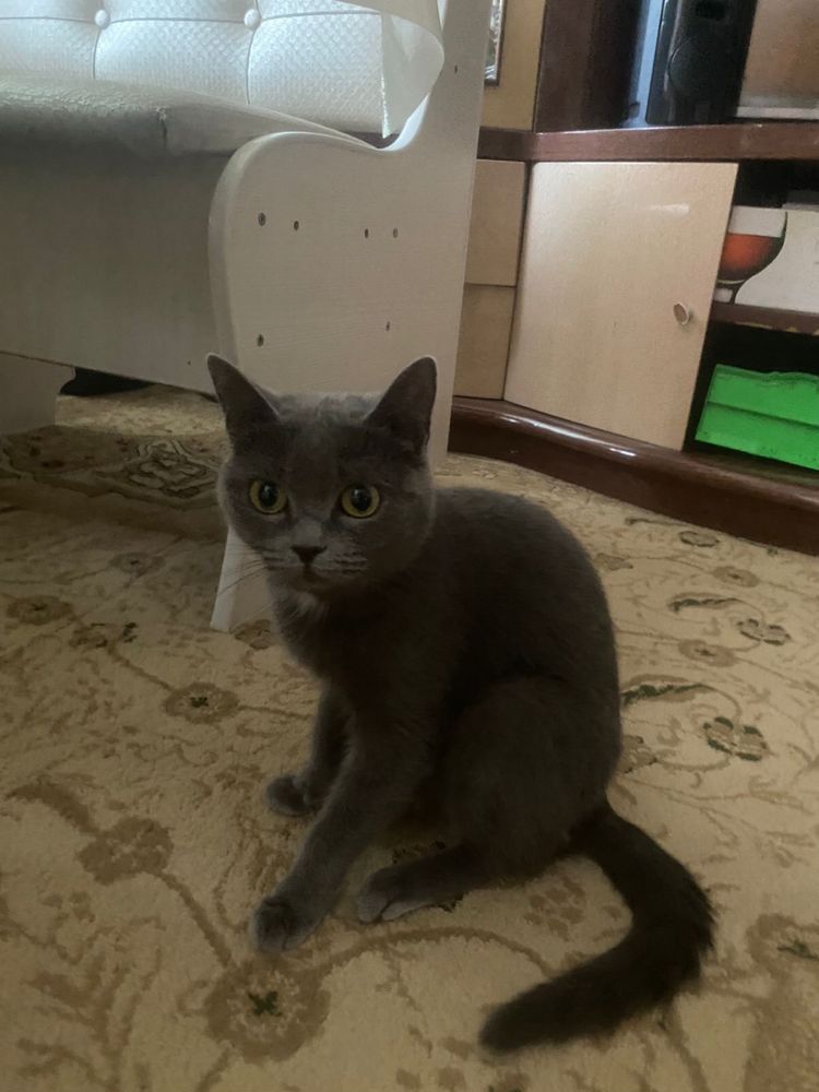 СРОЧНО кошка британка отдадим даром