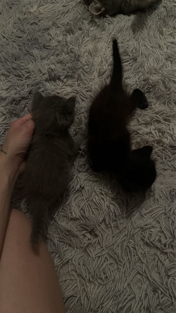 Котятки от депрессии)