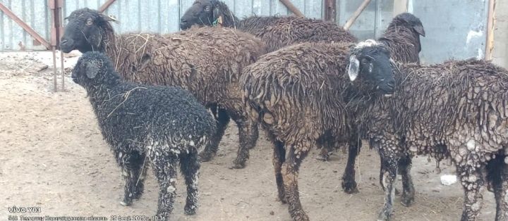 Продам баранов откорм