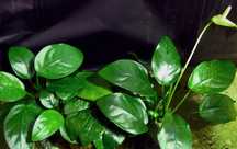 .Анубиас (лат. Anubias) и буцефаландры