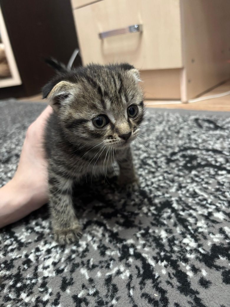 Продам породистых котят
