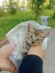 маленький котенок голодный возле мечети заберите бесплатно