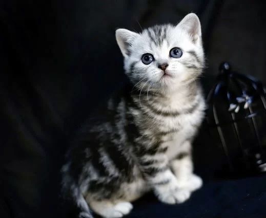 Шотландские прямоухие котята