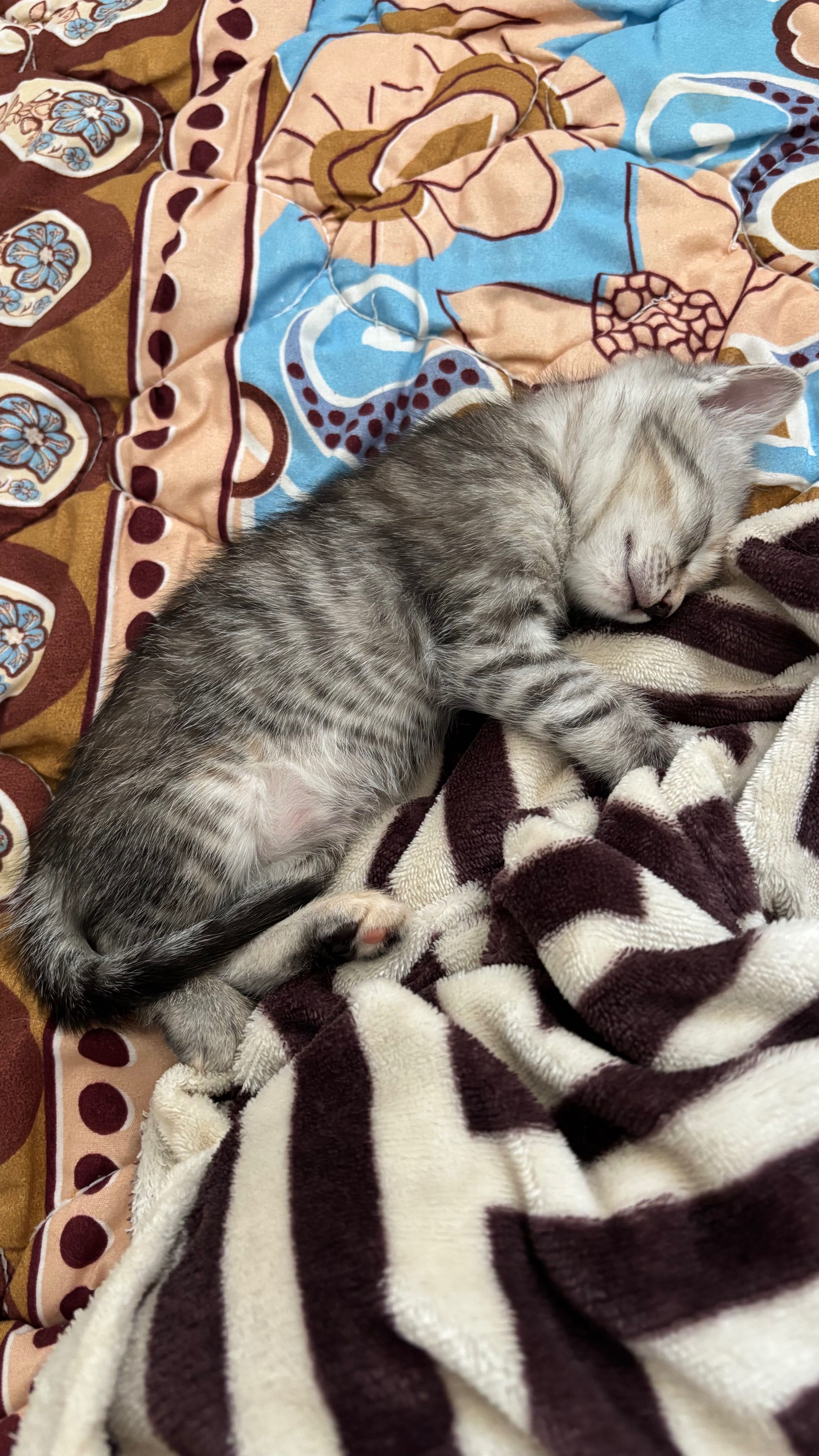 Продается котенок