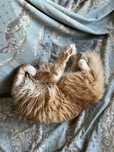 Отдам котика в добрые  руки