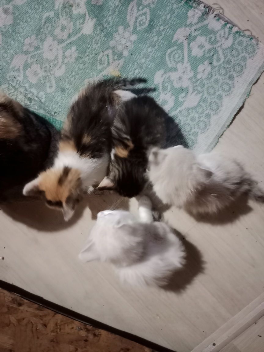Котята умной кошки