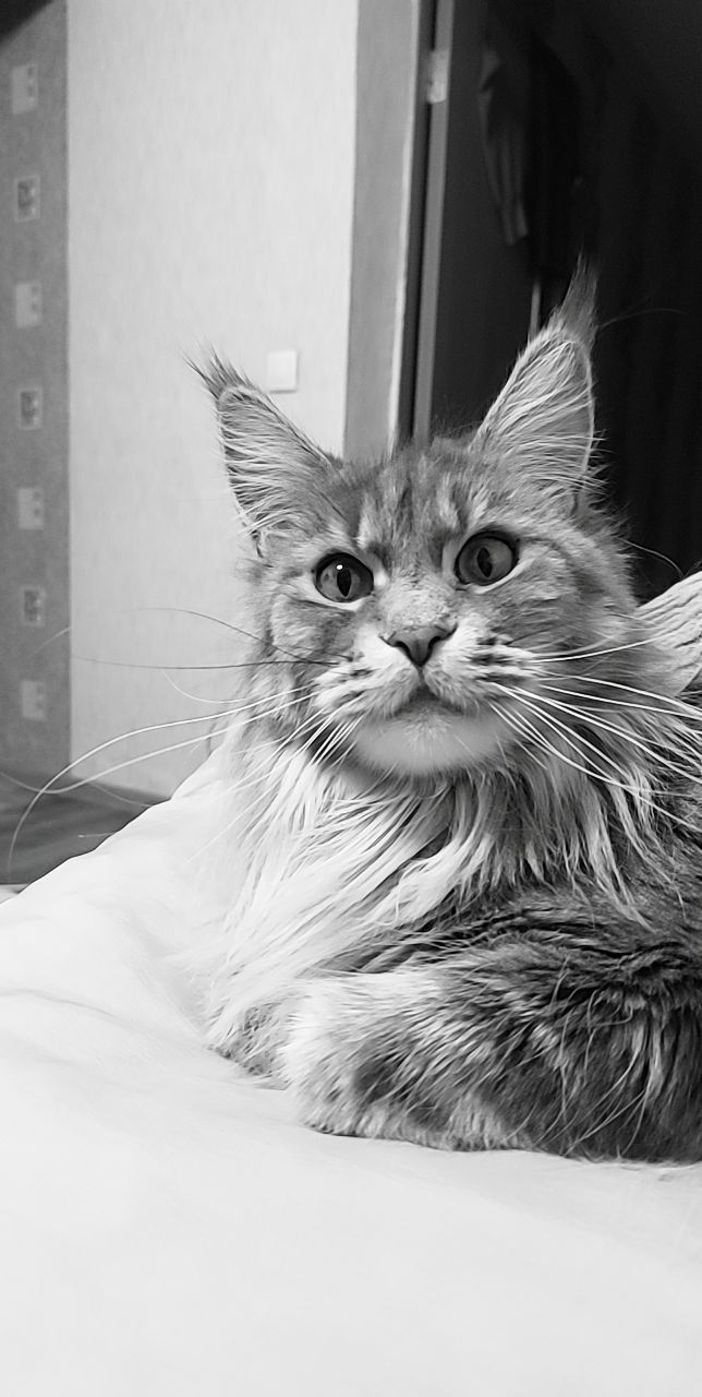 Котята мейн-кун!!!