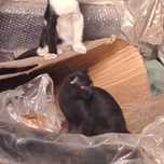 Продается котенок