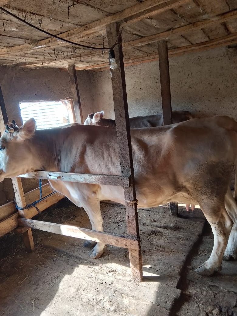 Продам корову породы алатау